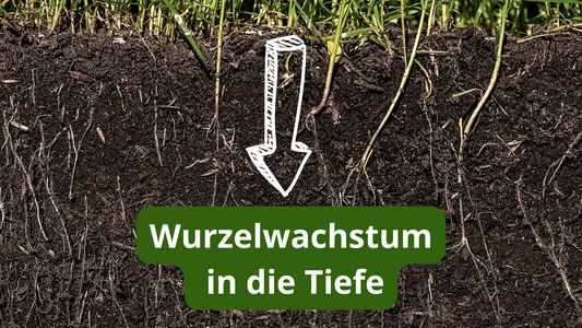 Wurzeln in Erde