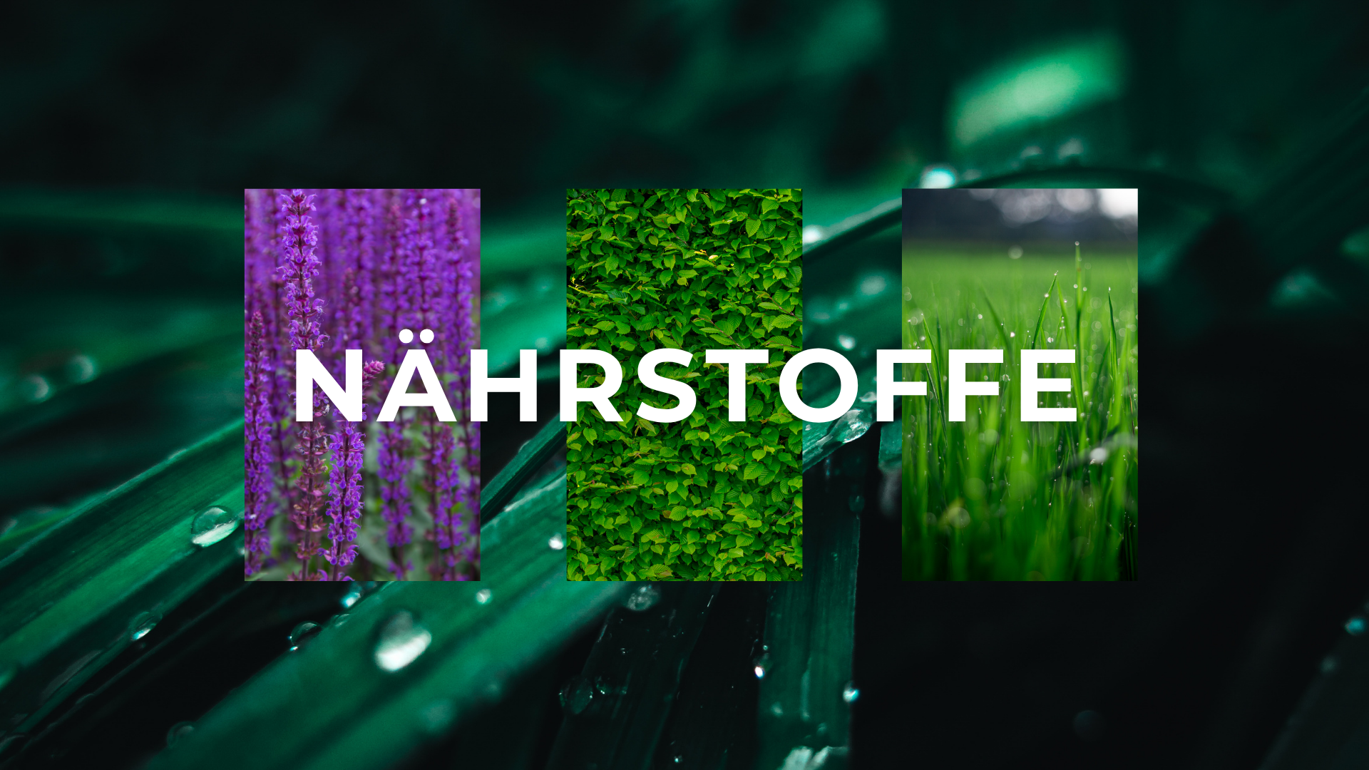 Banner mit Schrift, Pflanzen